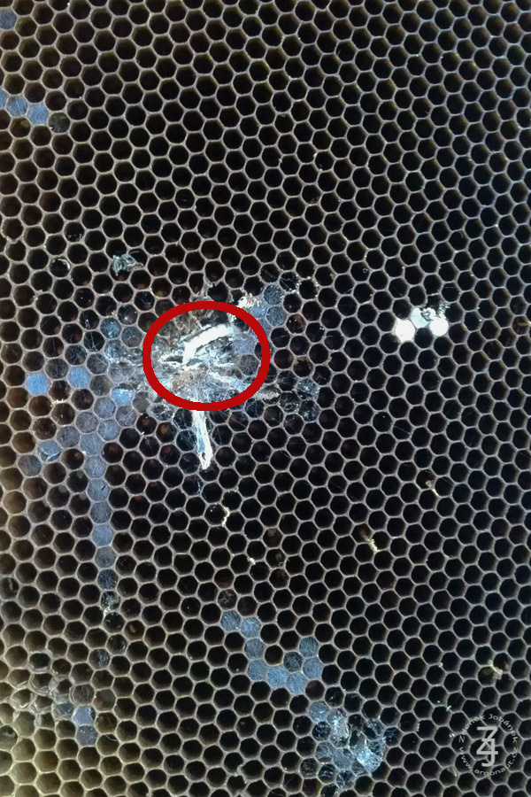 Larva Zavíječe voskového Larva Zavíječe voskového